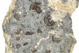 Ammonite (Promicroceras) Cluster - Marston Magna, England #216612-1